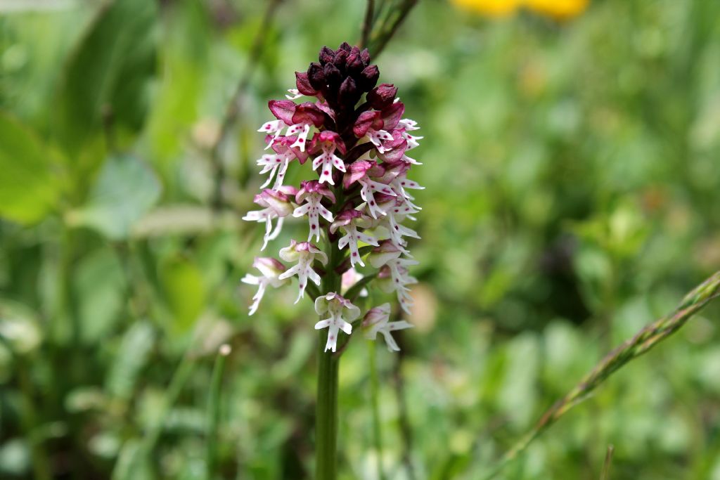 Orchis ustulata